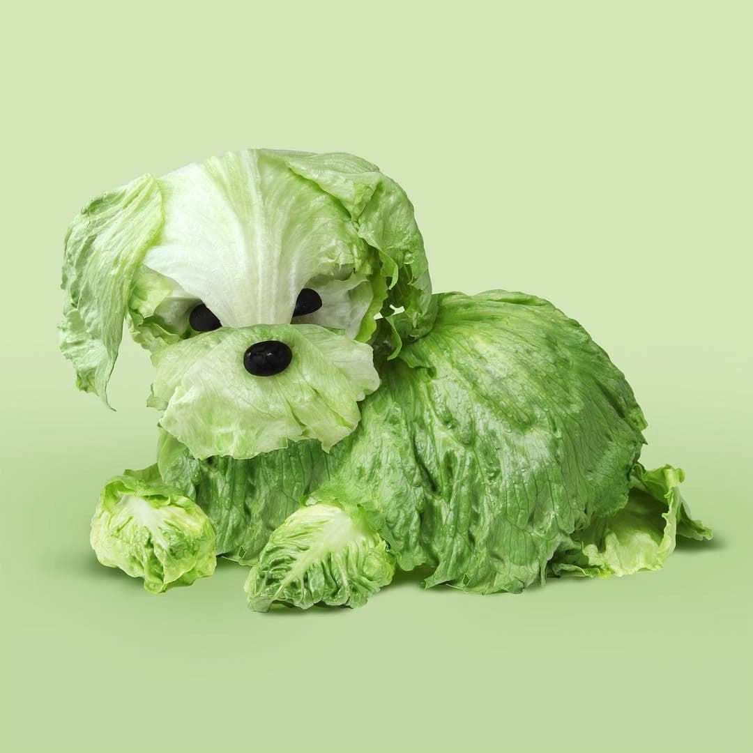 DogLettuce