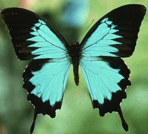 ButterflyInNYC